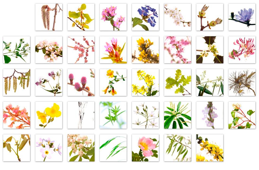 Tabela Florais de Bach Tabela Florais de Bach